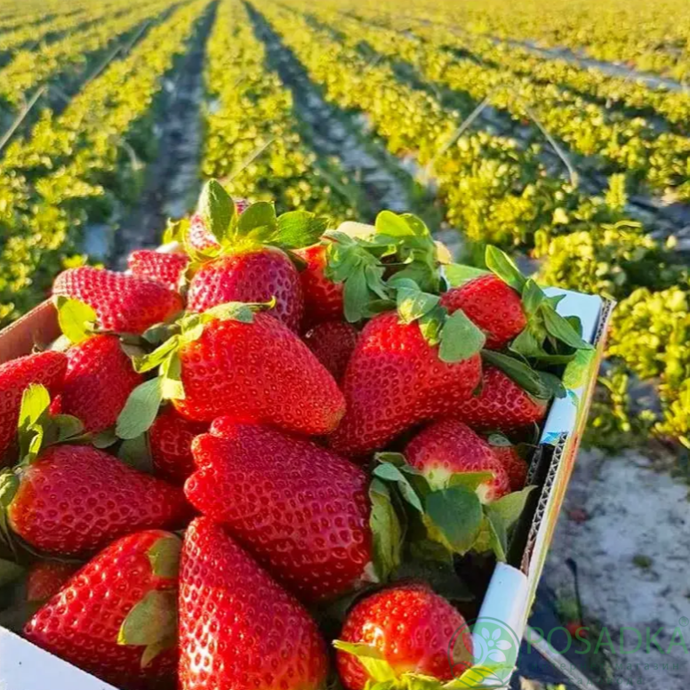 картинка Клубника Клодия 