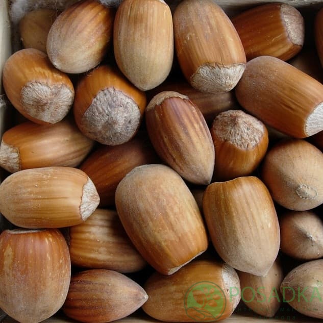 картинка Фундук Вересневый  картинка Фундук Вересневый