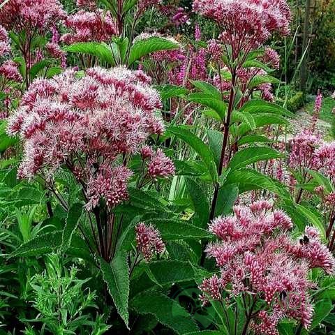 картинка Посконник Phantom 