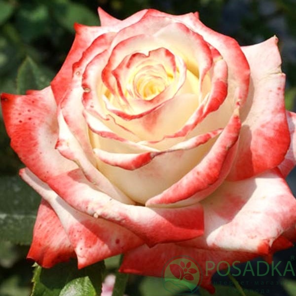 картинка Роза чайно-гибридная Императрица Фарах 