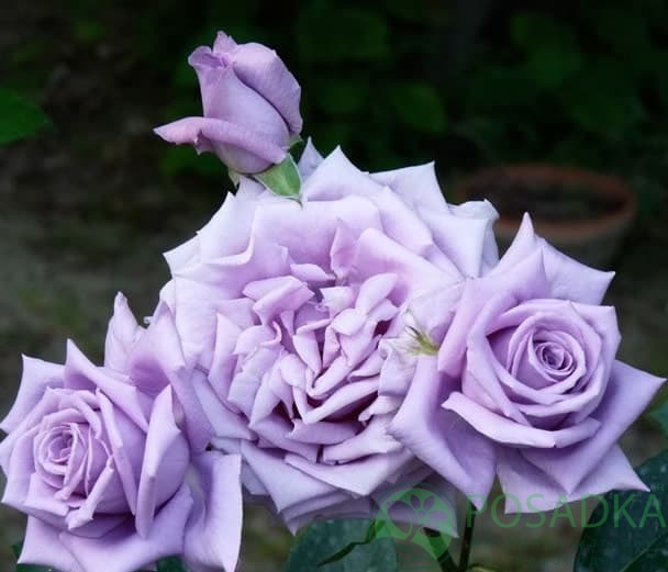 картинка Роза чайно-гибридная Мами Блю 