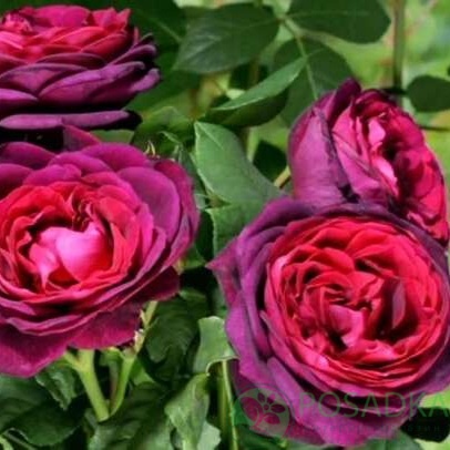 картинка Роза кустовая Астрид Графин фон Харденбергс 