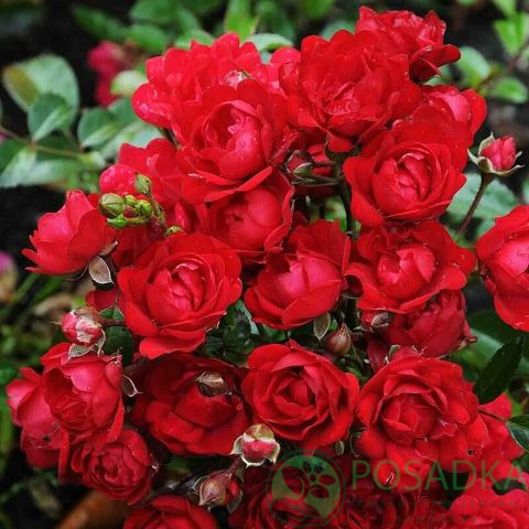 картинка Роза почвопокровная Ред Фейри 3л 