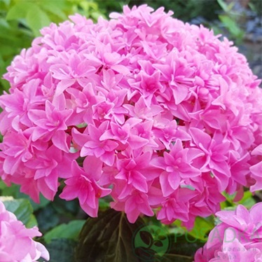 картинка Гортензия крупнолистная You and Me Perfection 