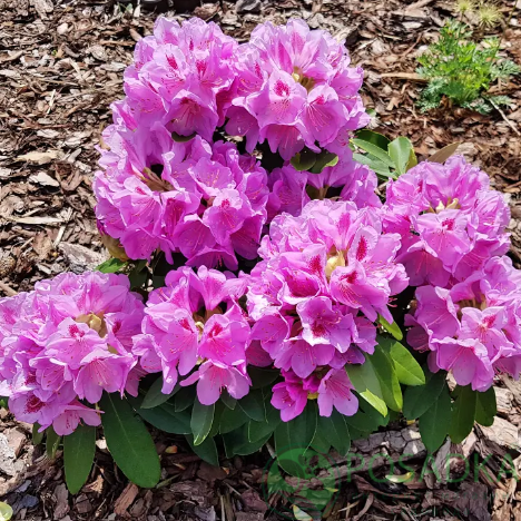 картинка Рододендрон libin С4 