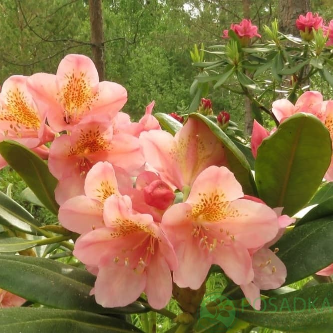 картинка Рододендрон гибридный Merja 