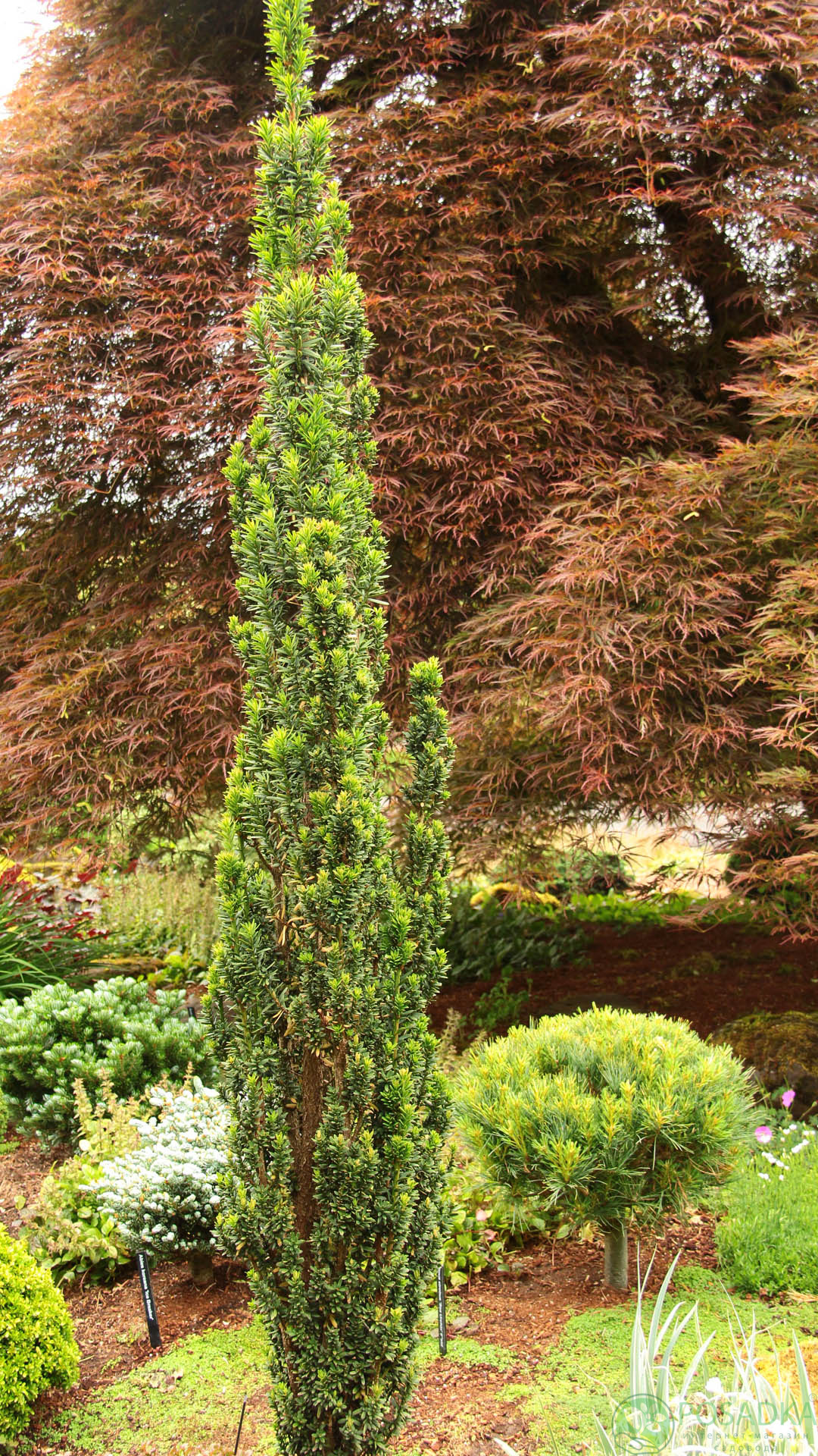 картинка Тис ягодный Green Column 