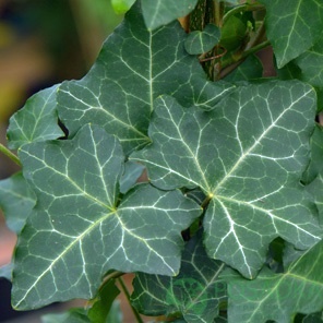 картинка Плющ обыкновенный Thorndale  картинка Плющ обыкновенный Thorndale