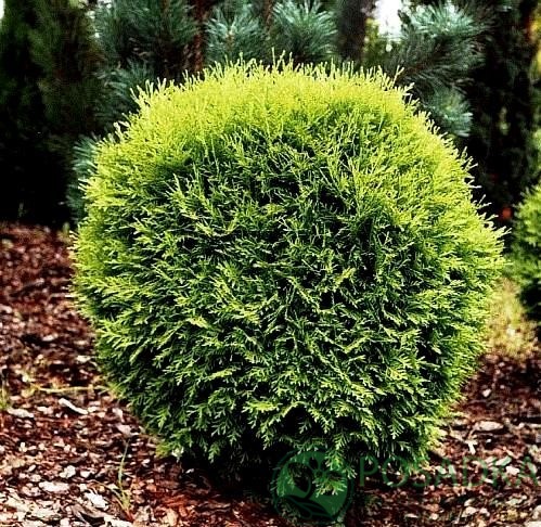 картинка Туя западная Литл Чемпион 