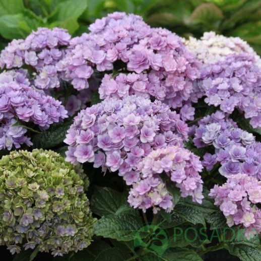 картинка Гортензия крупнолистная You & Me Forever C5 