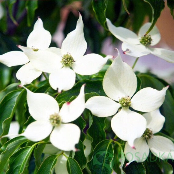 картинка Дерен коуза China Girl 