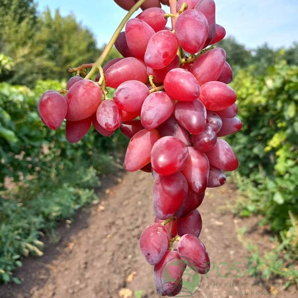 картинка Виноград Софа 