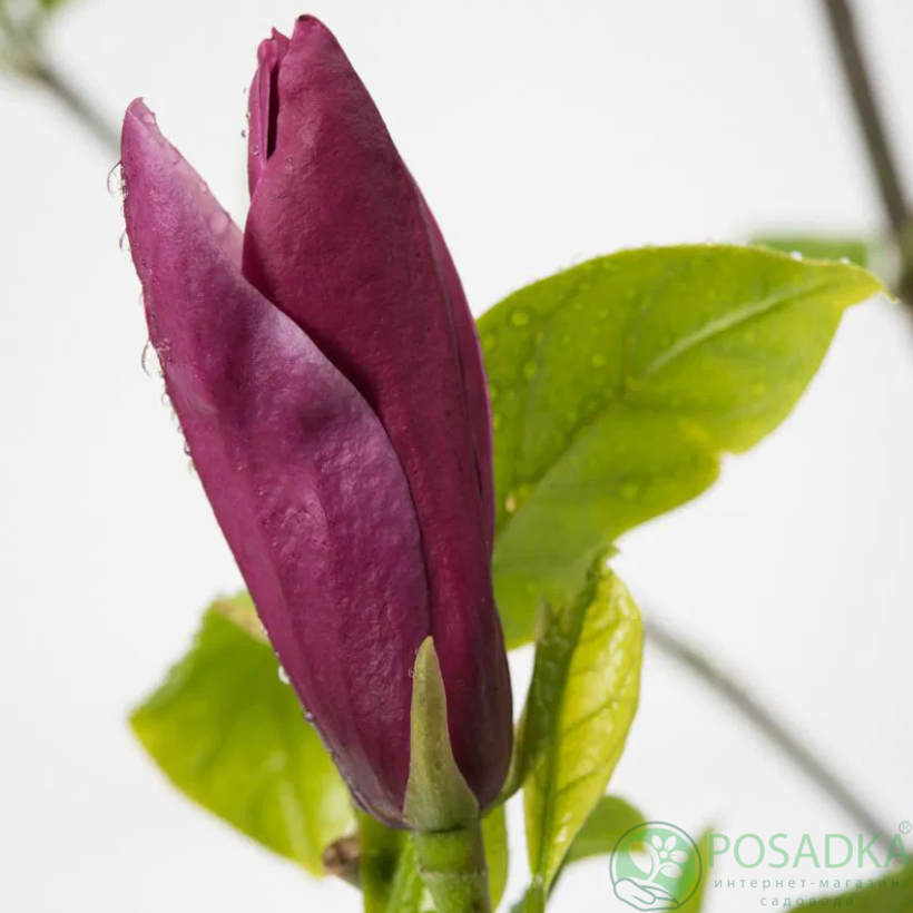 картинка Магнолия Oriental Night 