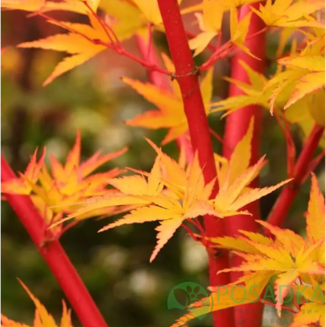 картинка Клен японский Sango-kaku 