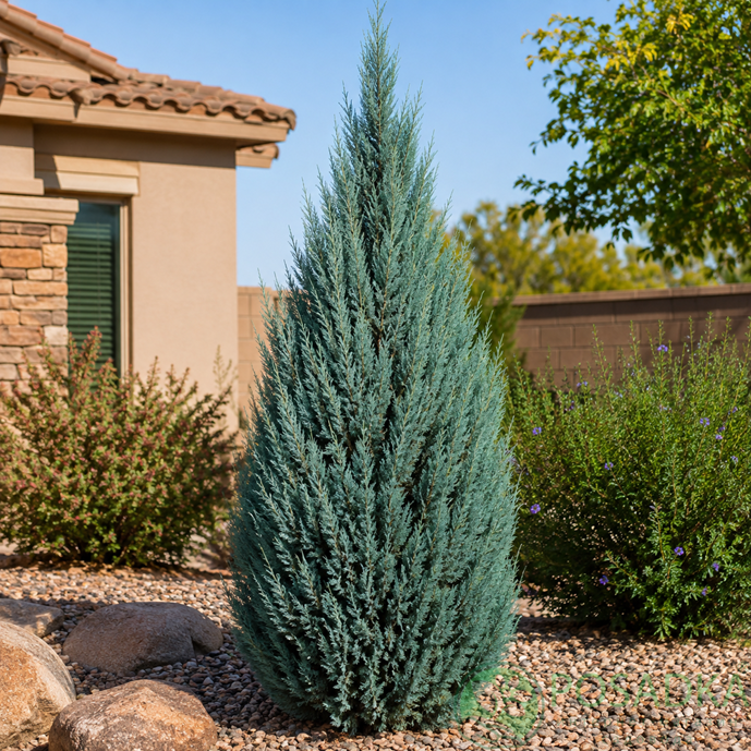 картинка Кипарис Аризонський (Cupressus arizonica) С5 