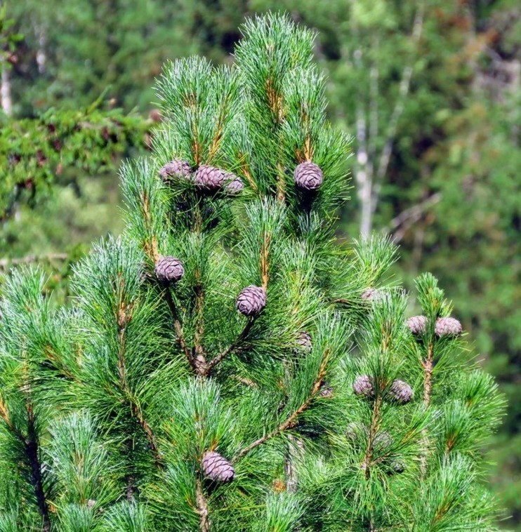 картинка Сосна Кедровая (Pinus cembra) 