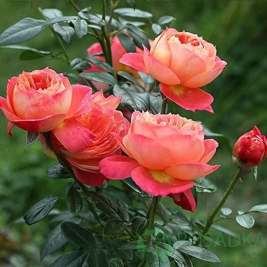 картинка Роза штамбовая Квин оф Хартс 