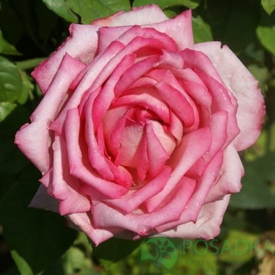 картинка Роза чайно-гибридная Веддинг Белз 