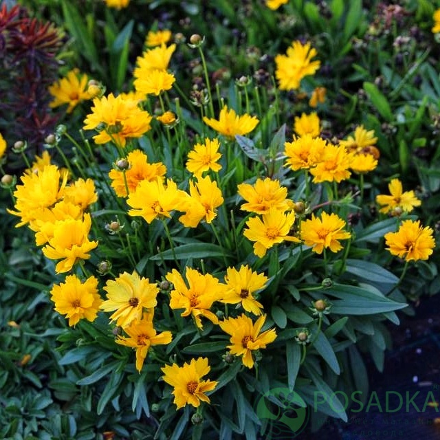 картинка Кореопсис крупноцветковый Престо 