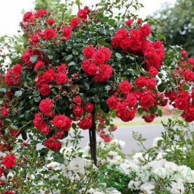 картинка Роза штамбовая Ред Каскад 