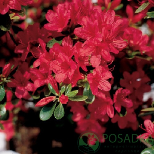 картинка Азалия японская Rosso Arancio С2 