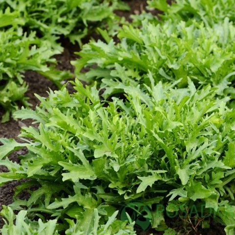 картинка Семена Руккола мини Пикантная 0.5гр, SeedEra 