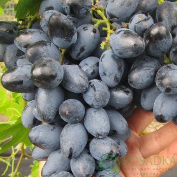 картинка Виноград Атос 