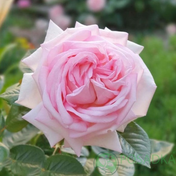 картинка Роза чайно-гибридная Эмезинг Грейс 