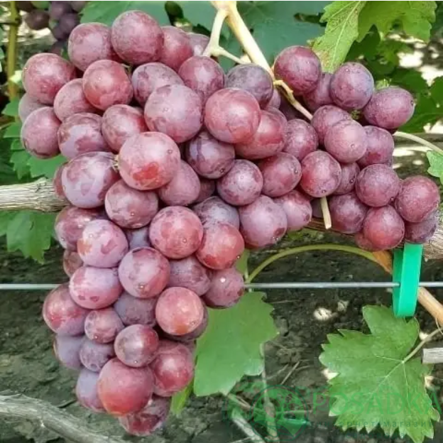 картинка Виноград Сиреневый 