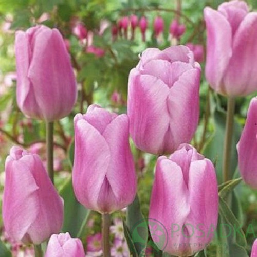 картинка Тюльпан Synaeda Amor 