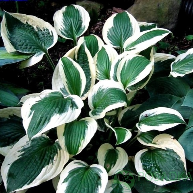картинка Хоста hybrida Patriot (контейнер р9) 