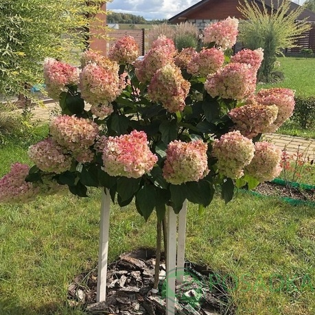 картинка Гортензия на штамбе Саммер Лав 