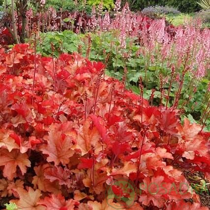 картинка Гейхера Джинджер Пич 