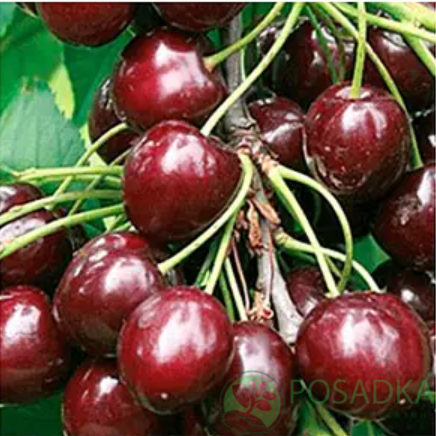 картинка Вишня Победа 