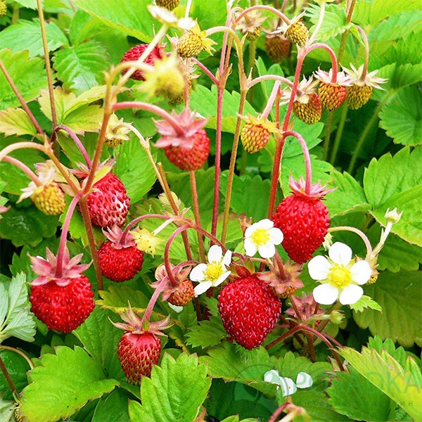 картинка Земляника Александрия  картинка Земляника Александрия