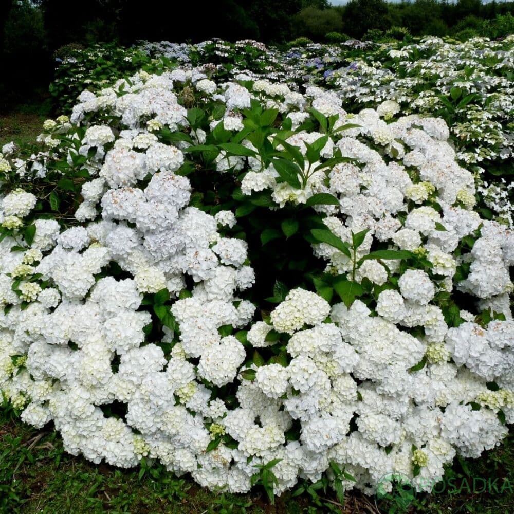 картинка Гортензия крупнолистная Мадам Эмили Мулье С2 
