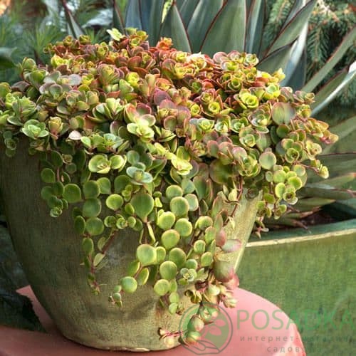 картинка Очиток (седум) китайский Coral Reef 