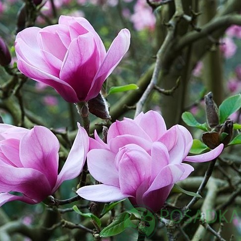 картинка Магнолия Serene 7.5л 