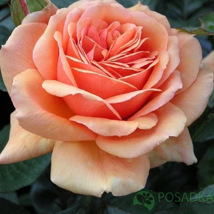 картинка Роза чайно-гибридная Ашрам 