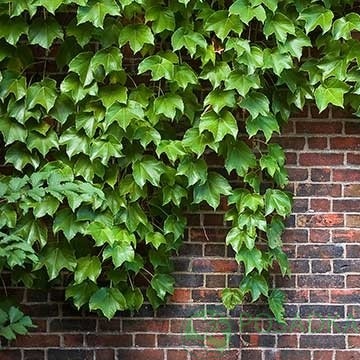 картинка Саженцы винограда Вичи 