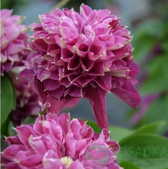 картинка Клематис Hot Love PBR QE 