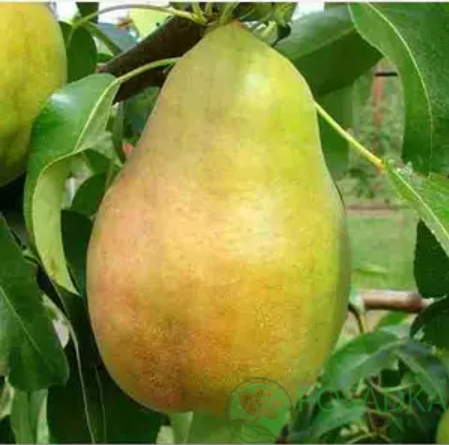 картинка Груша Деканка Дю Комис 