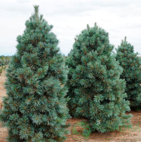 картинка Сосна мягкая (pinus flexilis) 