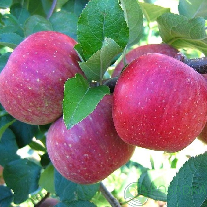 картинка Яблоня Фуджи 