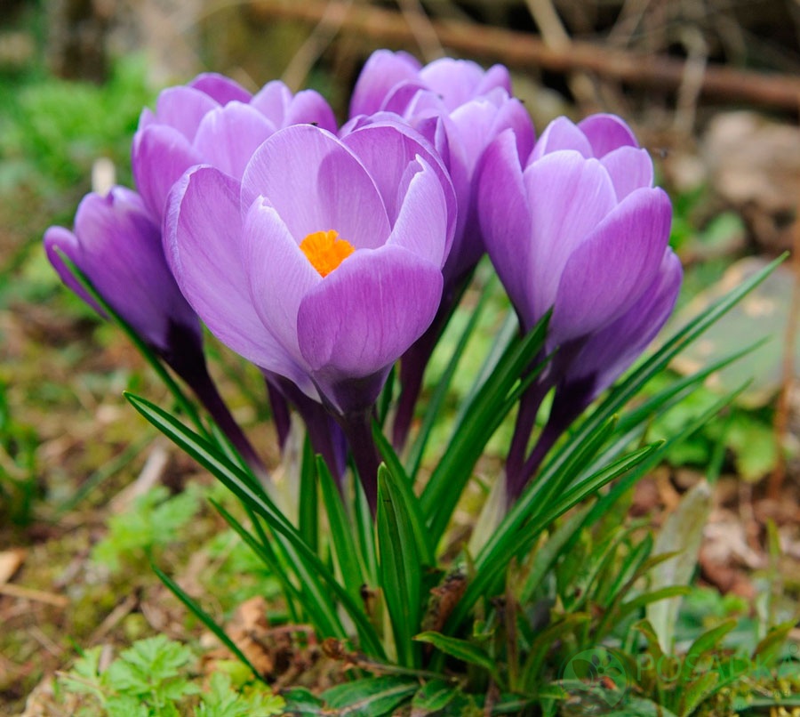 картинка Крокус Aqua  картинка Крокус Aqua