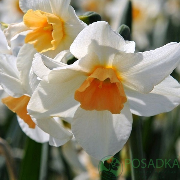 картинка Нарцисс Doll Baby (3шт) 