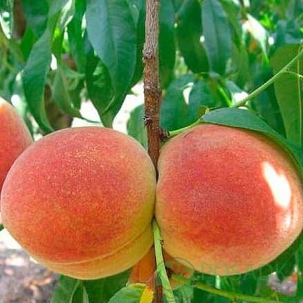 картинка Персик Санрайз 