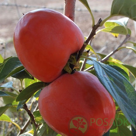 картинка Хурма Красный бриллиант (привитая, крупноплодная) 