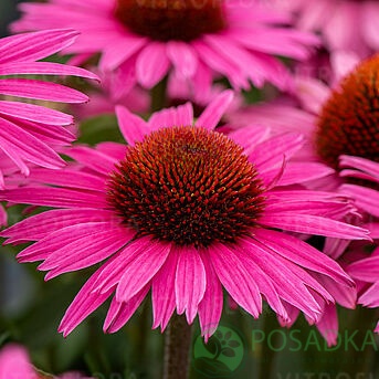 картинка Эхинацея Magenta Pearl 