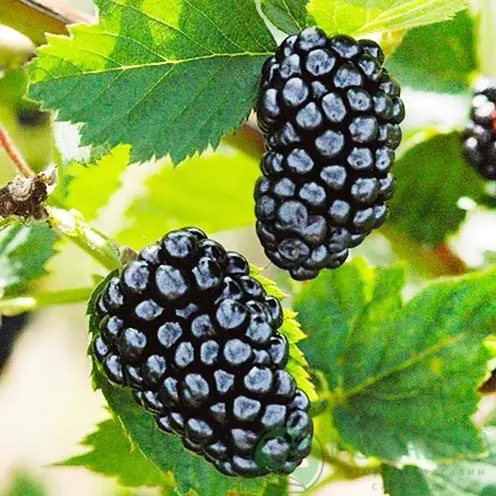 картинка Ежевика Виктория 